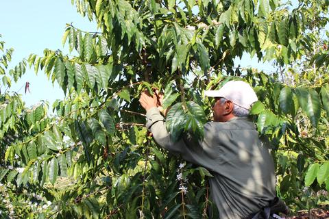 Kona Coffee Farm Report #1