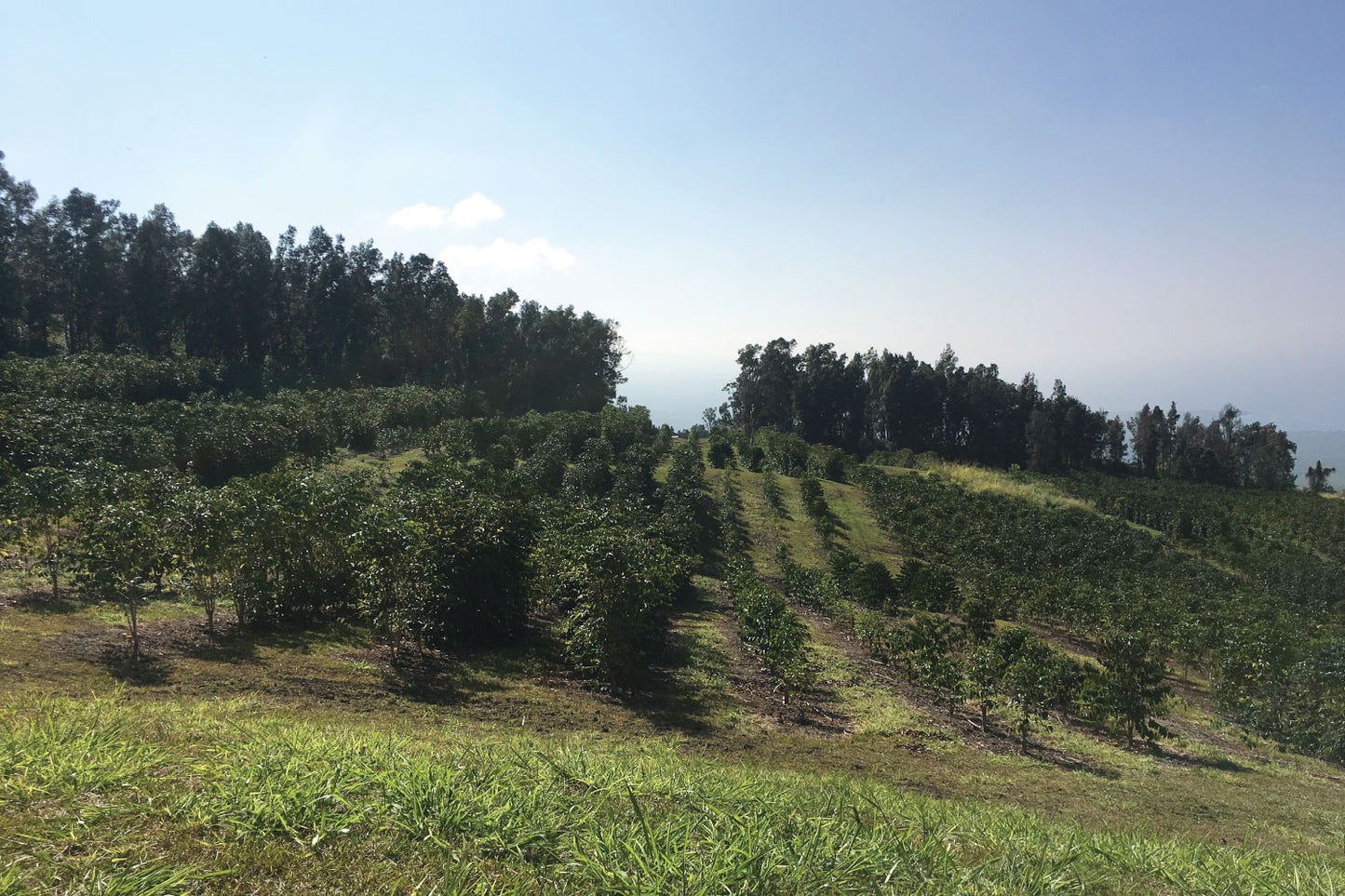 The Honolulu Coffee Kona Coffee Farm