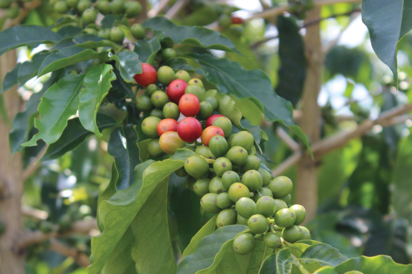 Coffee Cherries on Hawaii Kona Coffee Farm