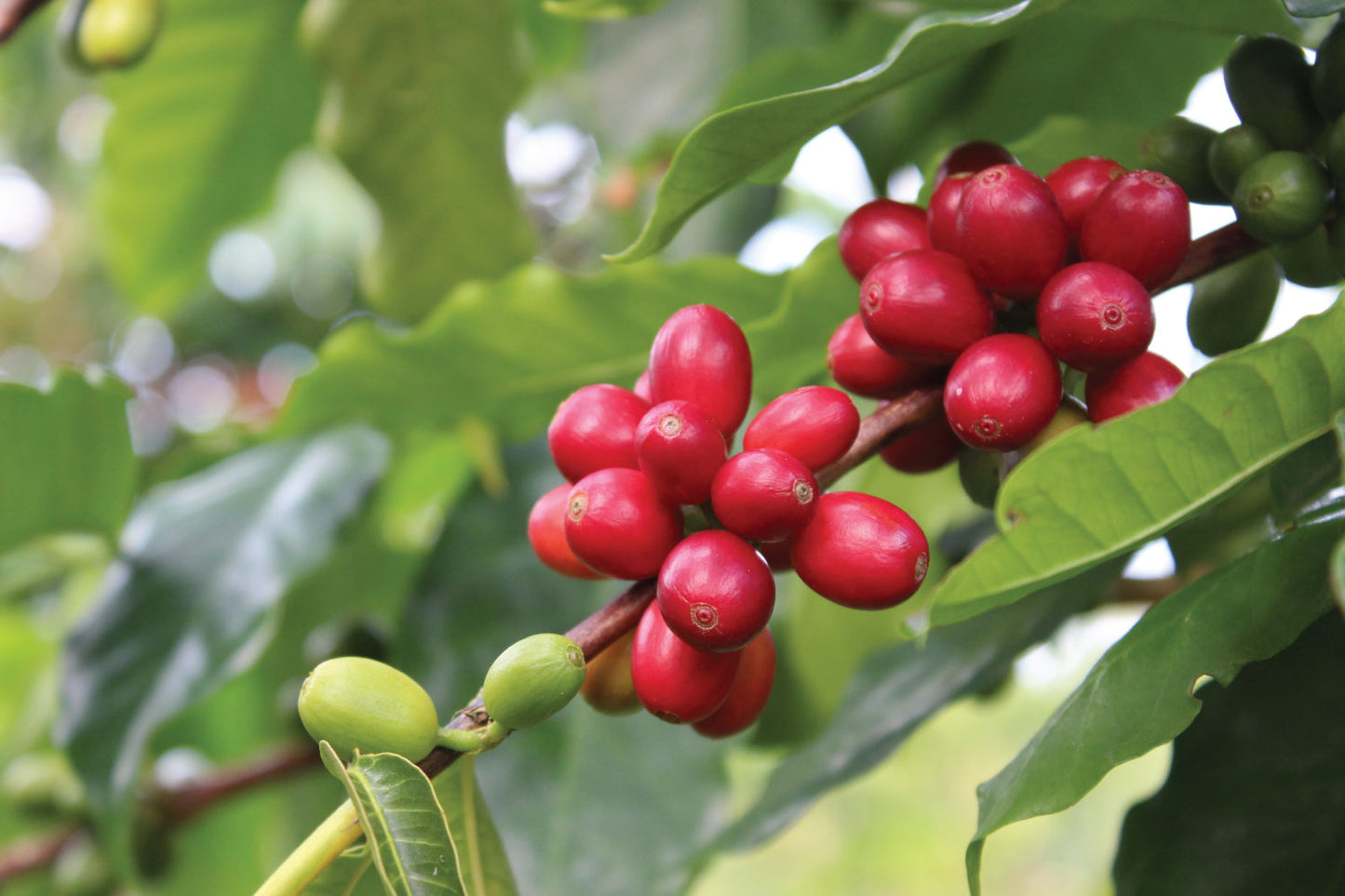 Kona Coffee Harvest 2021