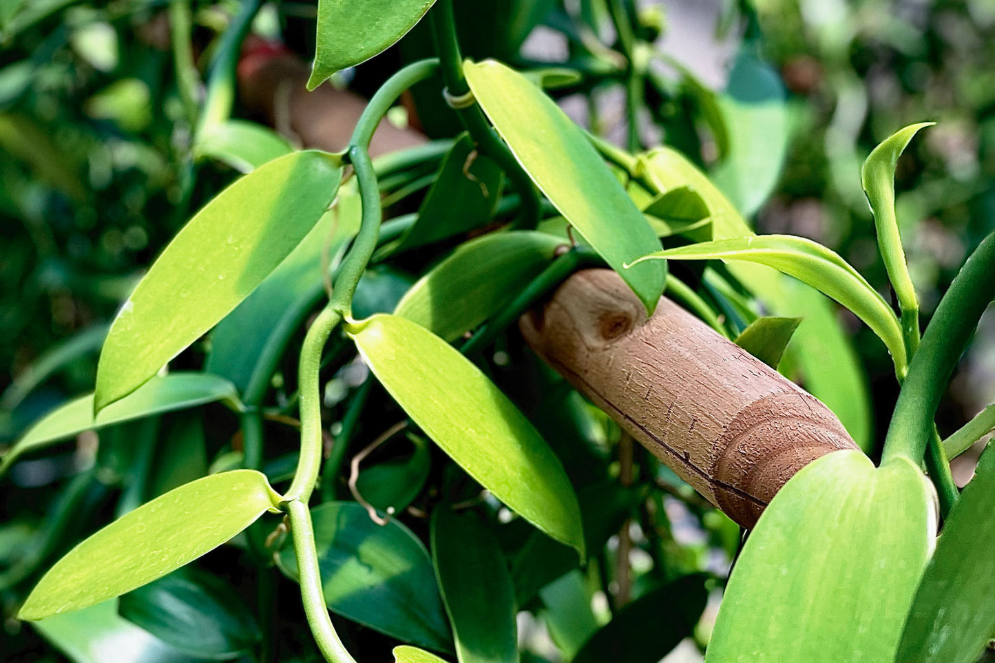 Vanilla Plant Leaves Growing
