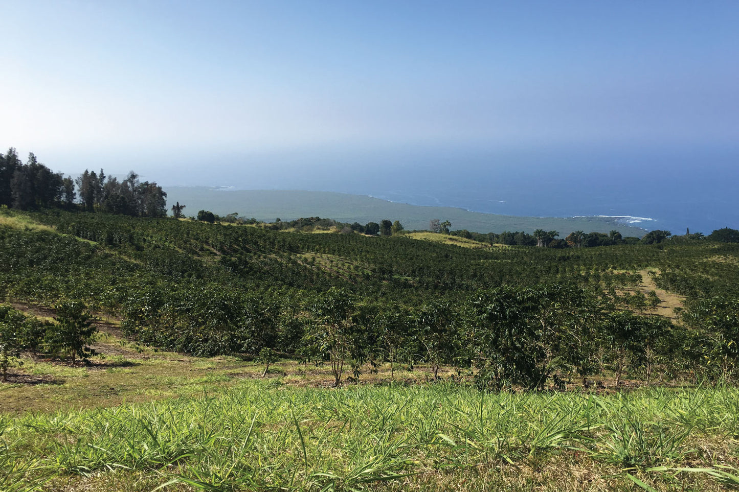 Our Kona Coffee Farm on the Big Island in Hawaii