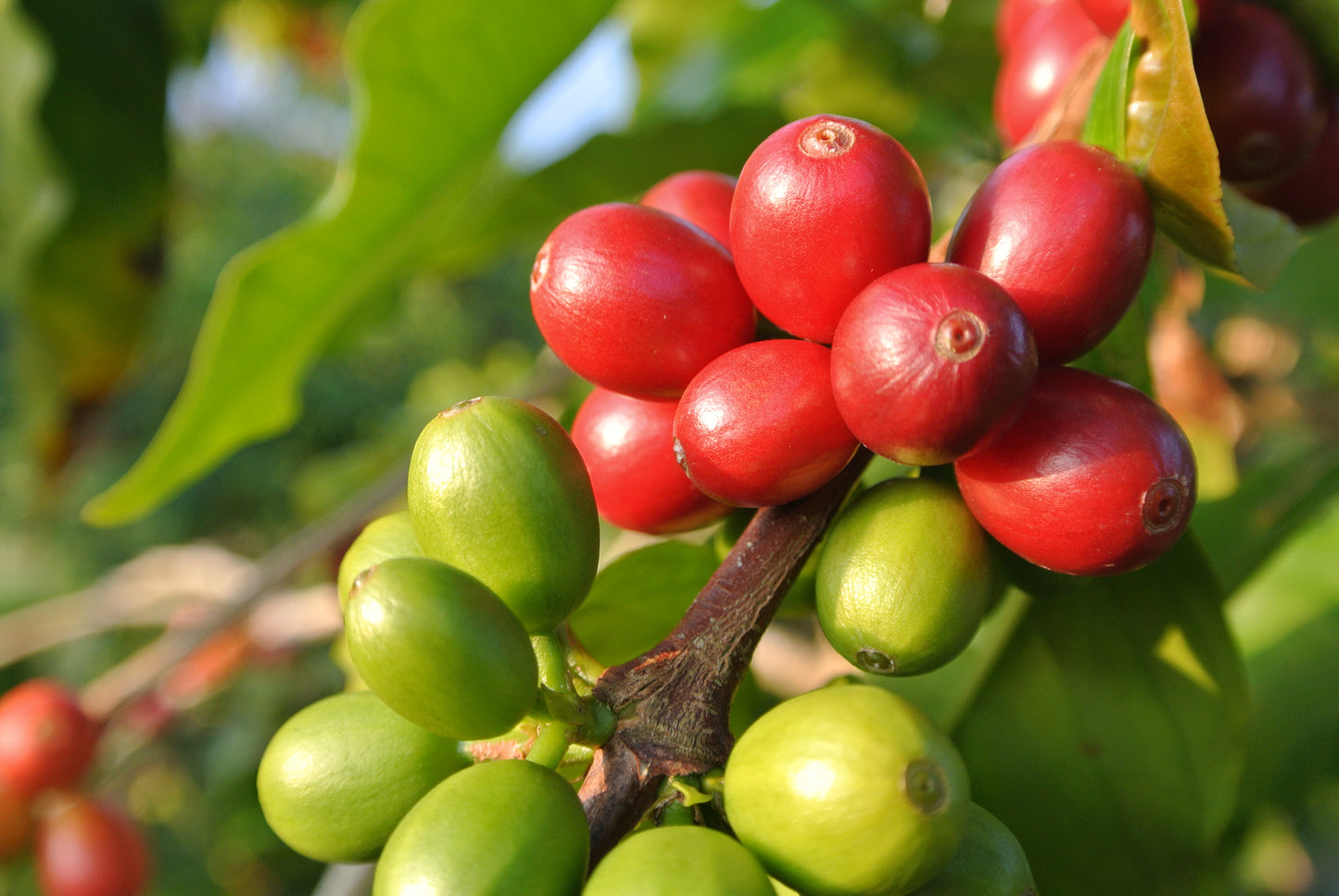 TIL the coffee bean is actually just the pit of a bright red fruit