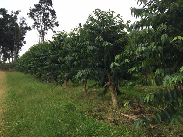 Kona Coffee Farm Report #2