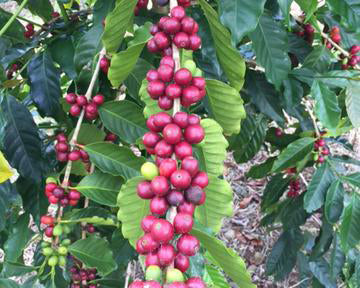 Kona Coffee Farm Report #4 - Late October 2014