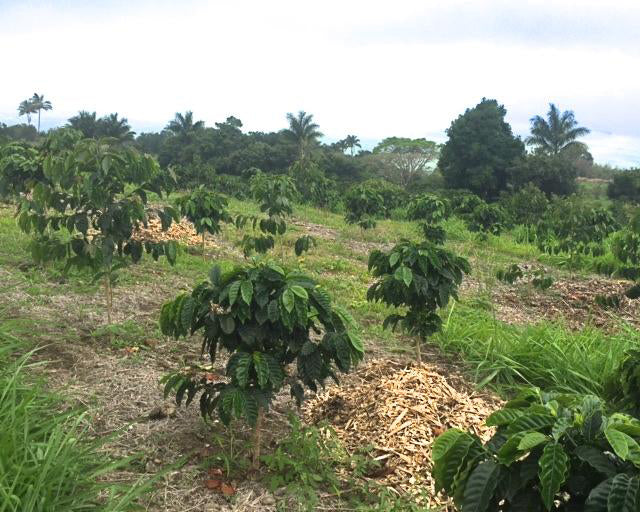 Kona Coffee Farm Report #6