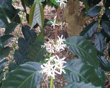 Kona Coffee Farm Report #5