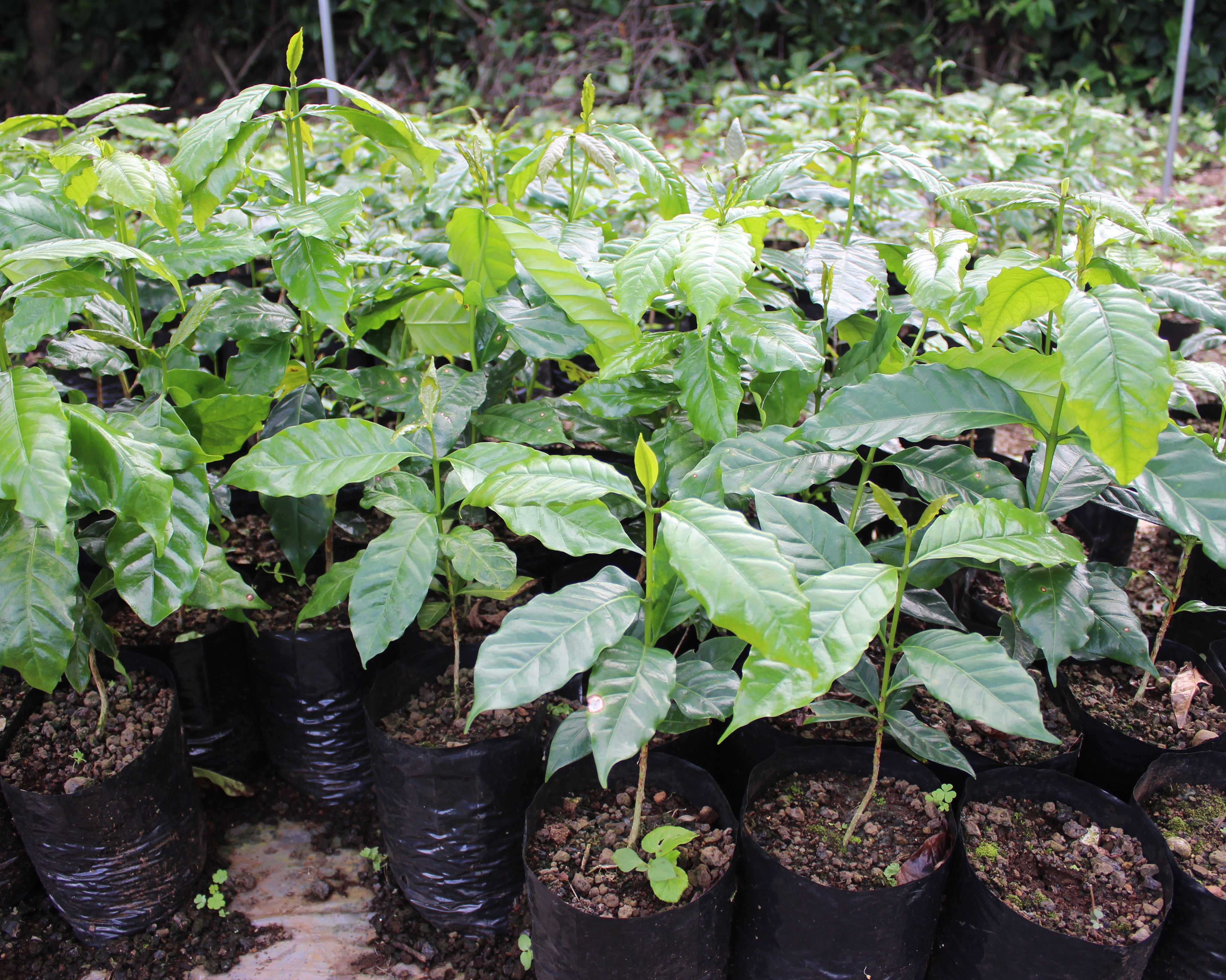 Honolulu Coffee's Kona coffee plants growing in the soil