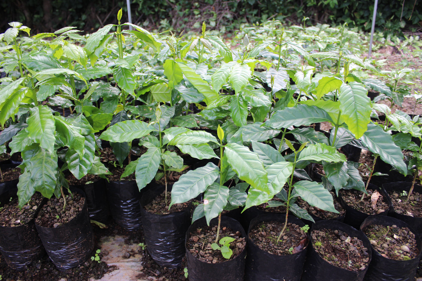 Kona coffee plants growing in the soil