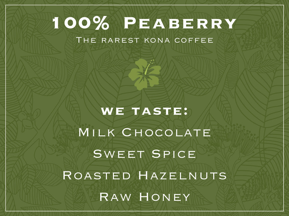 100% PEABERRY. The rarest kona coffee. WE TASTE: MILK CHOCOLATE, SWEET SPICE, ROASTED HAZELNUTS, RAW HONEY