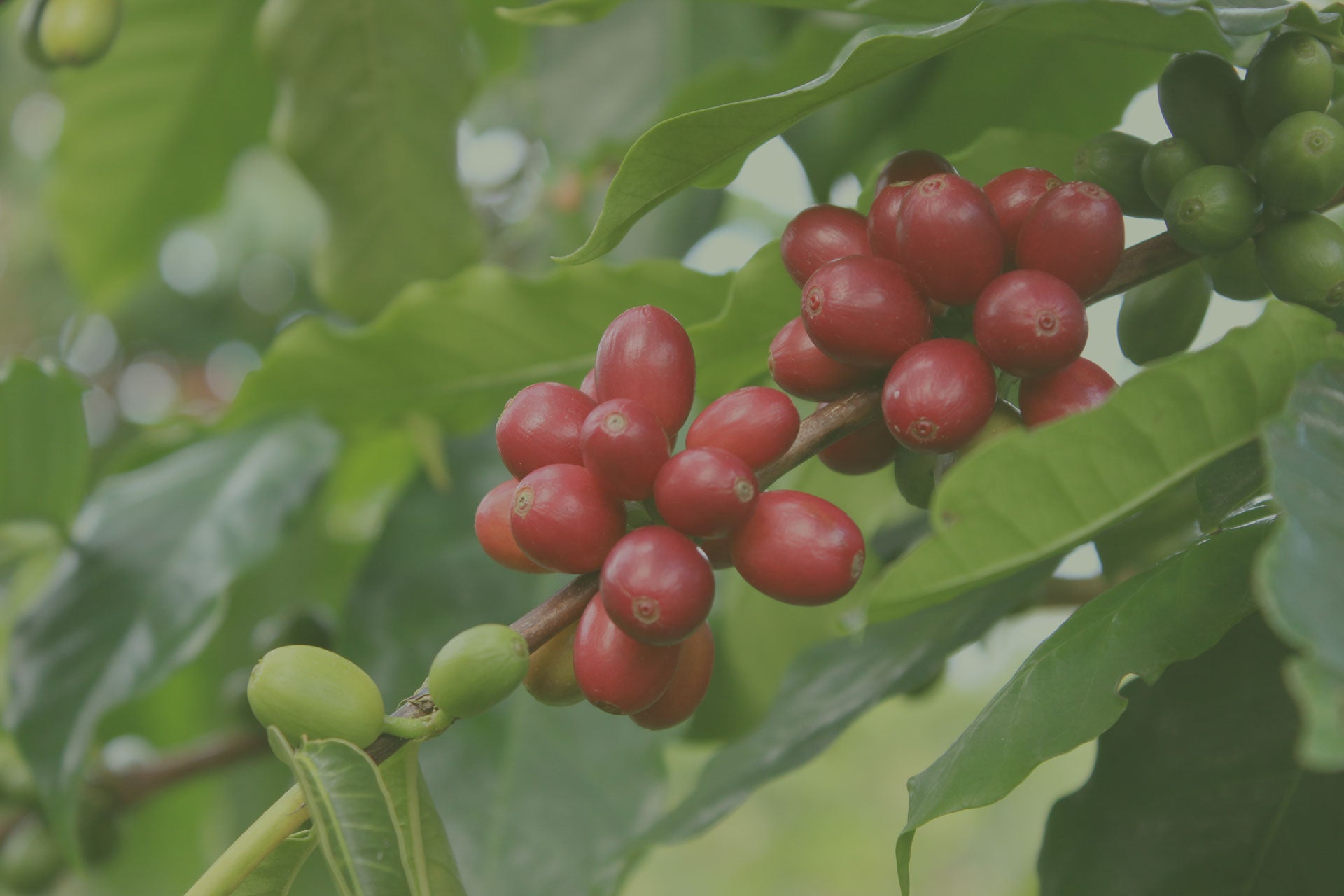 Red and ripe Kona coffee cherries growing on a coffee plant