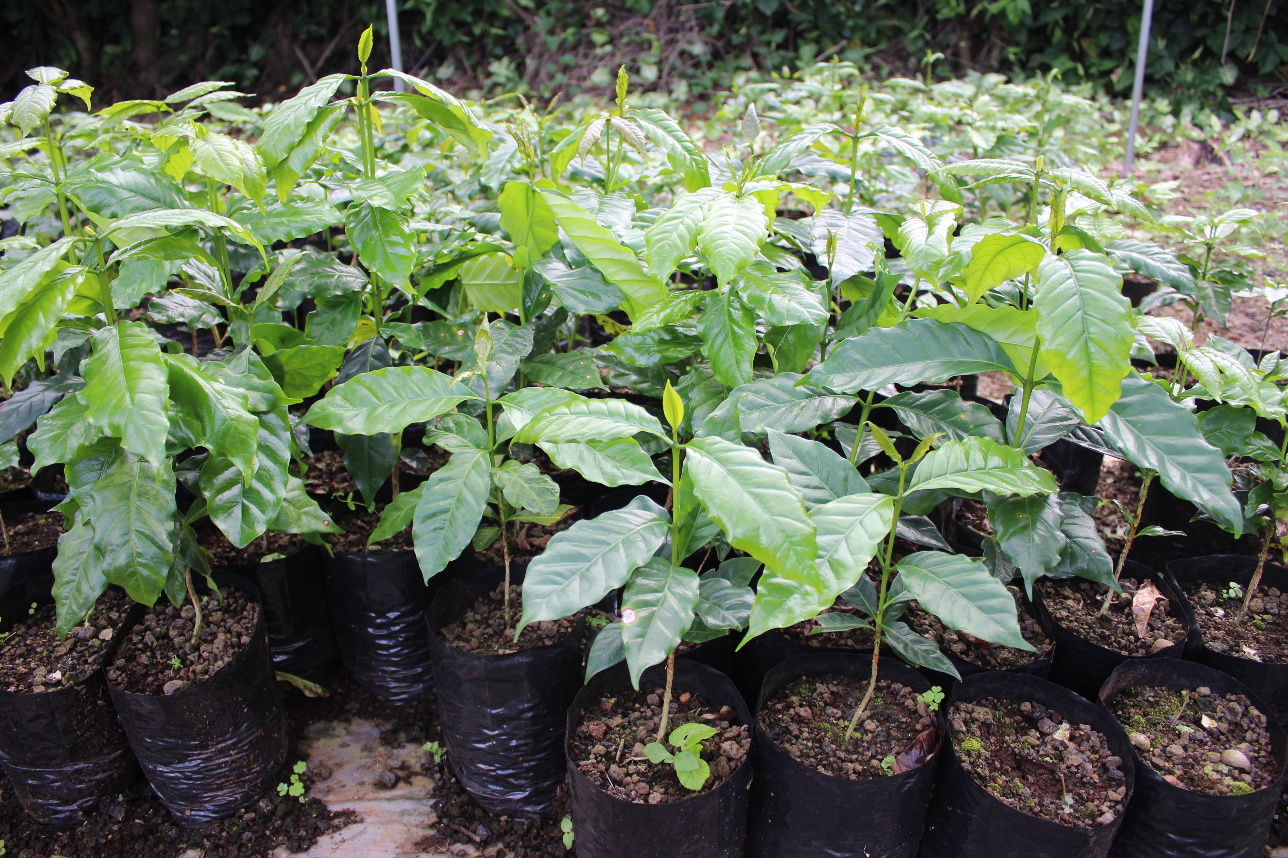 coffee plants