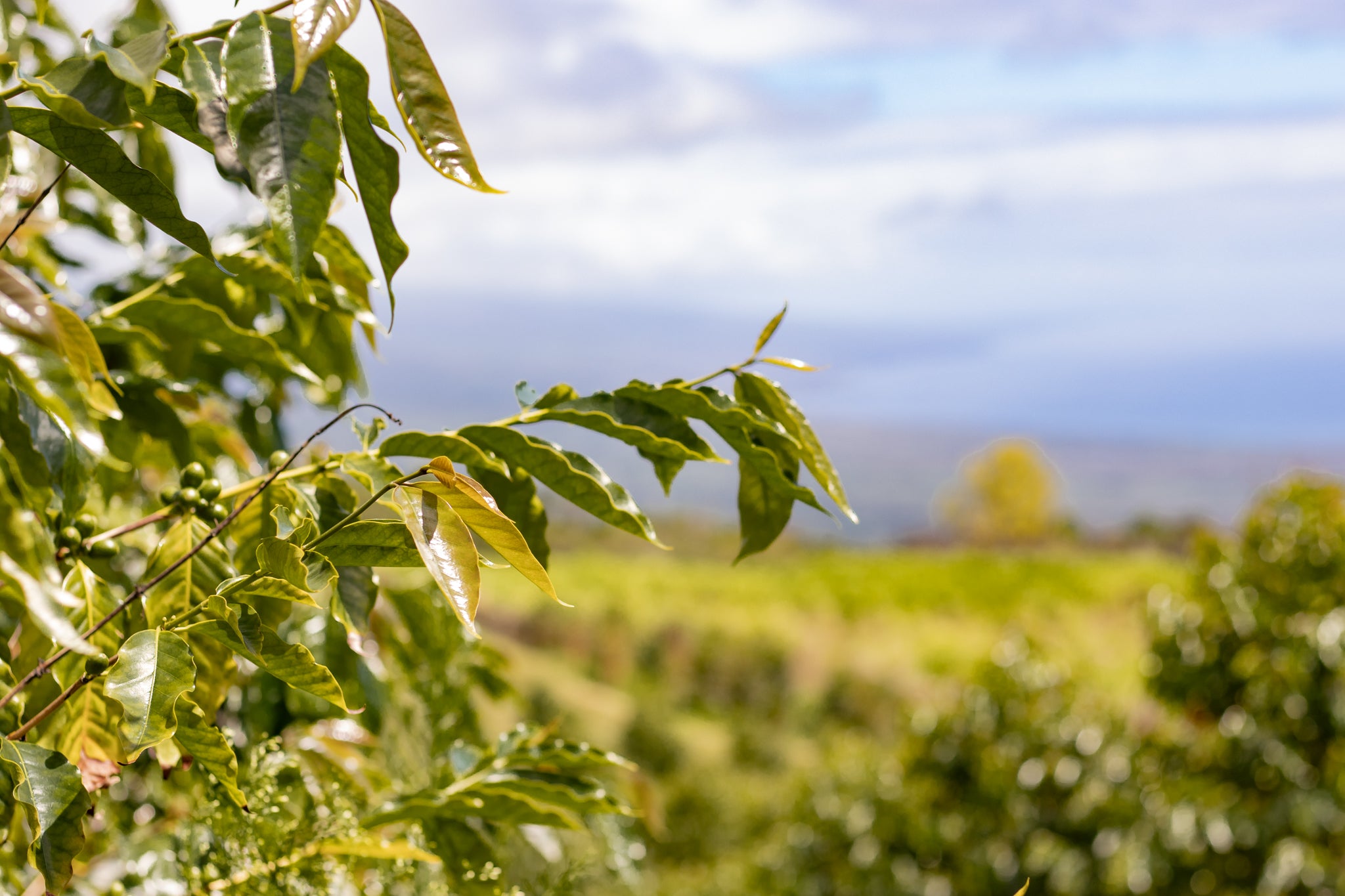 Close-up of green leaves with a blurred landscape in the background