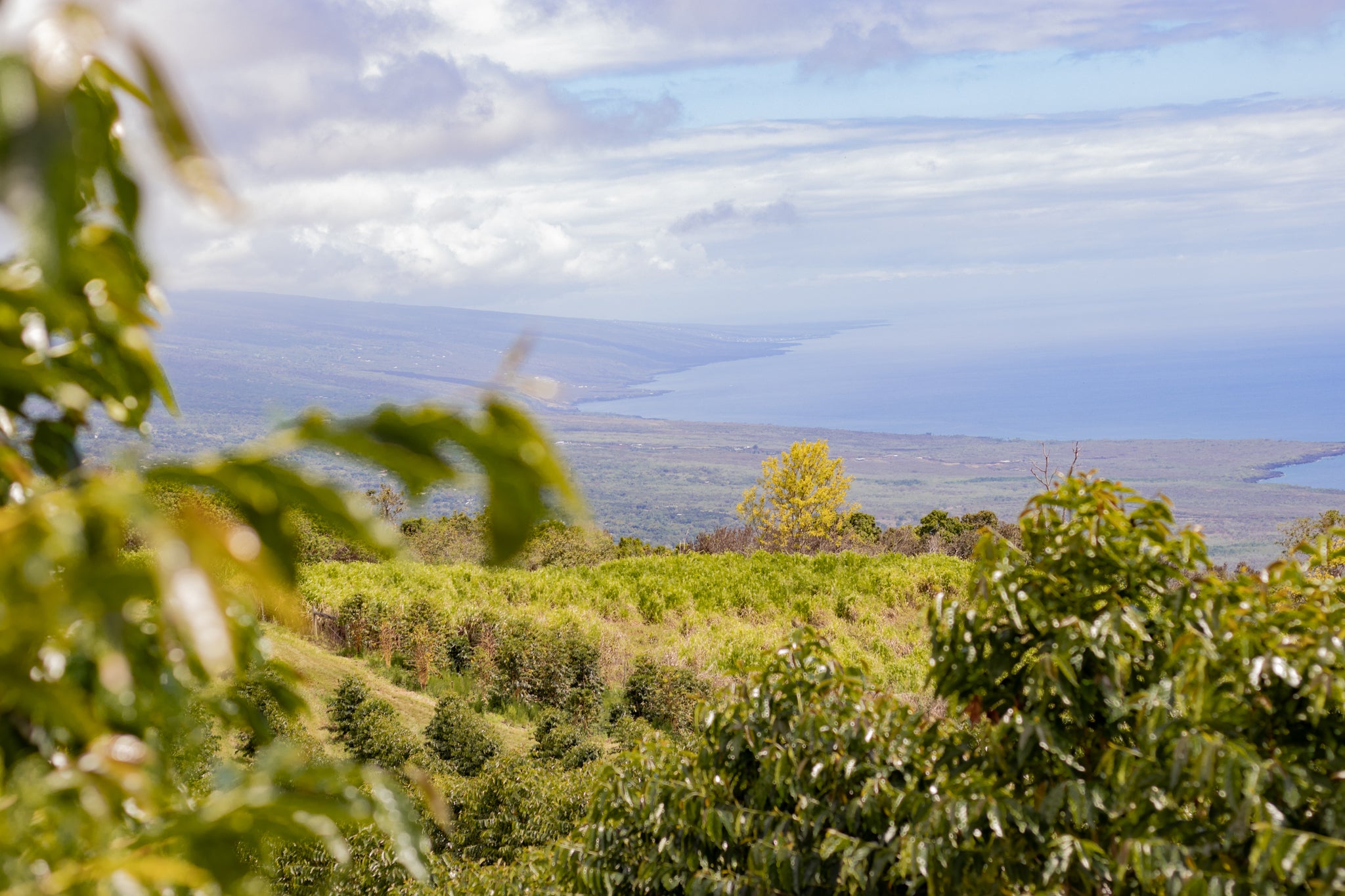Scenic view of a coffee plantation with a body of water in the background