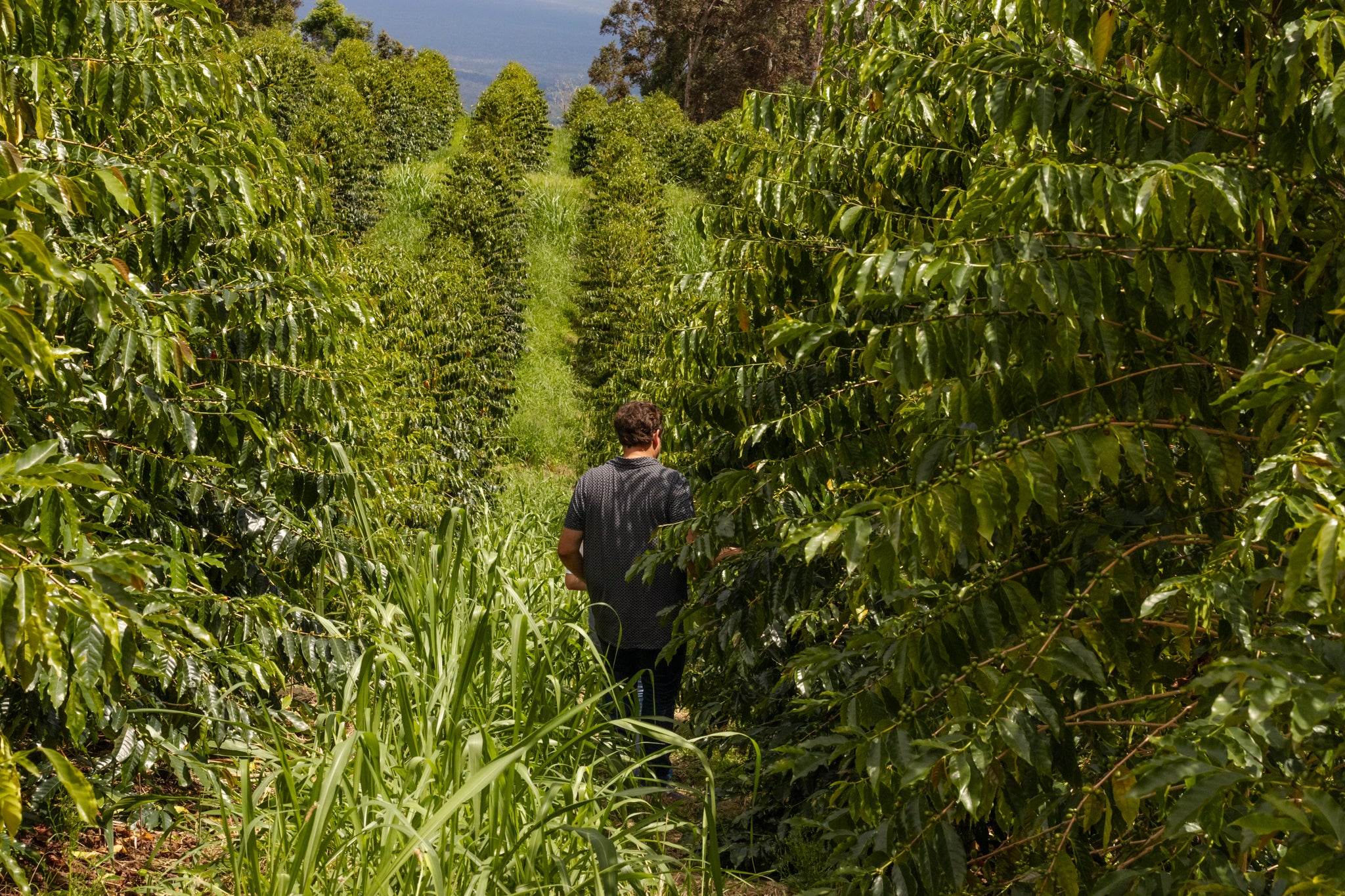 Person walking through a coffee plantation with rows of green coffee trees.