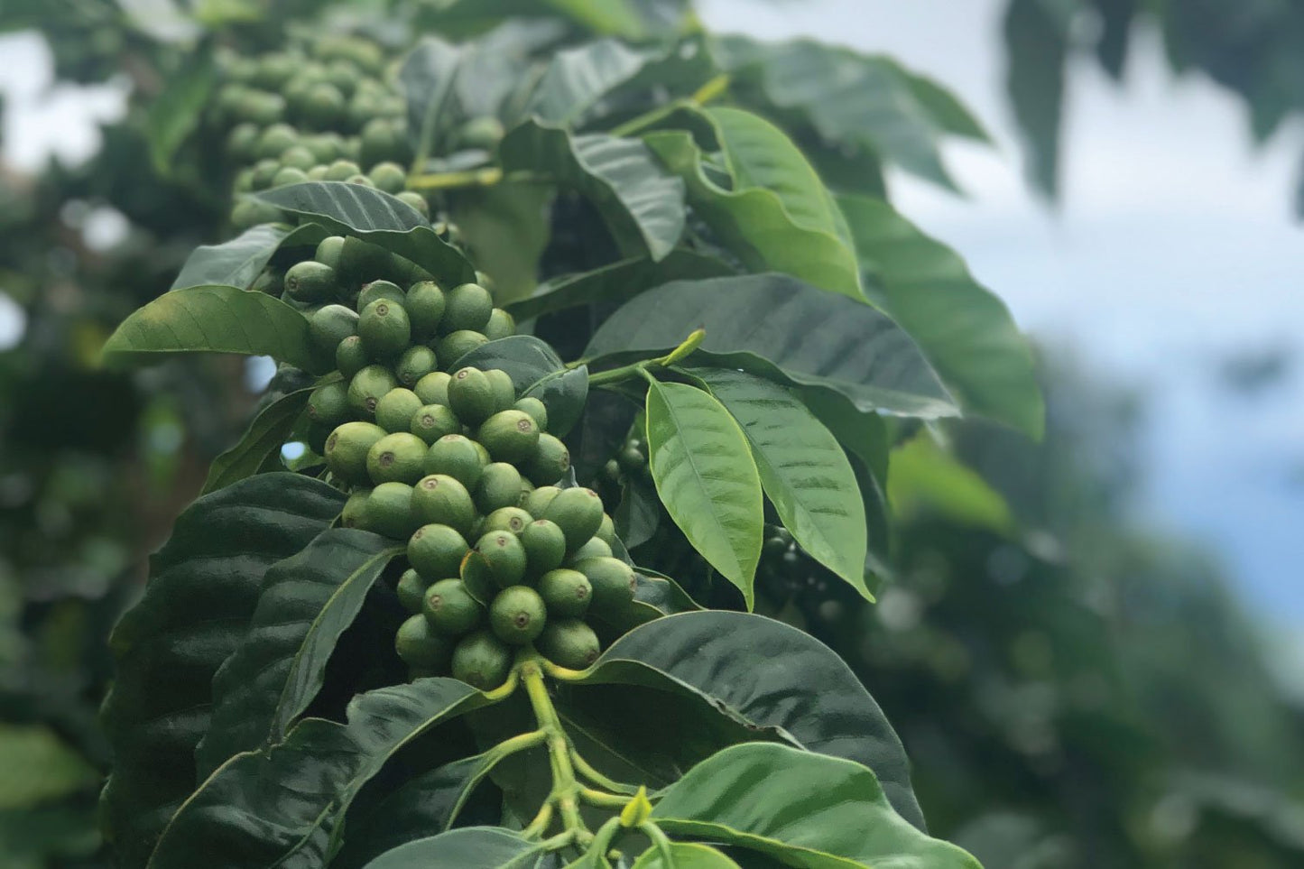 THE HISTORY OF KONA COFFEE BEANS IN HAWAII