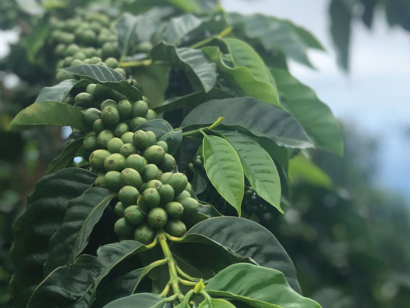 history_of_kona_coffee_header_4x3_846df23c-f7f1-4354-890e-9bde04552f03.jpg