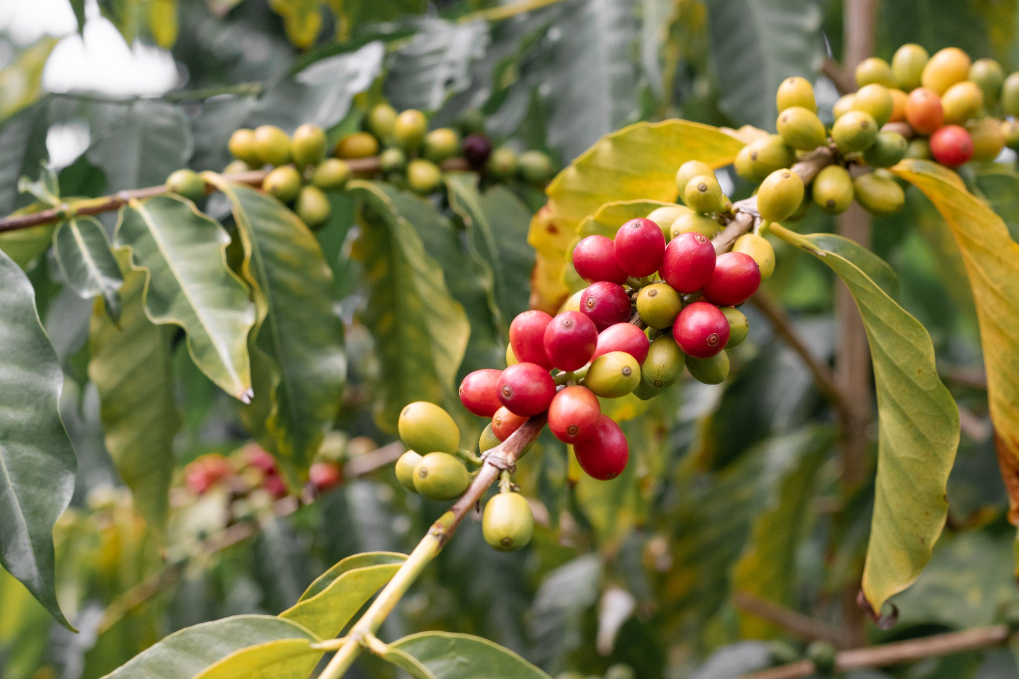 Honolulu Coffee - Photo 2