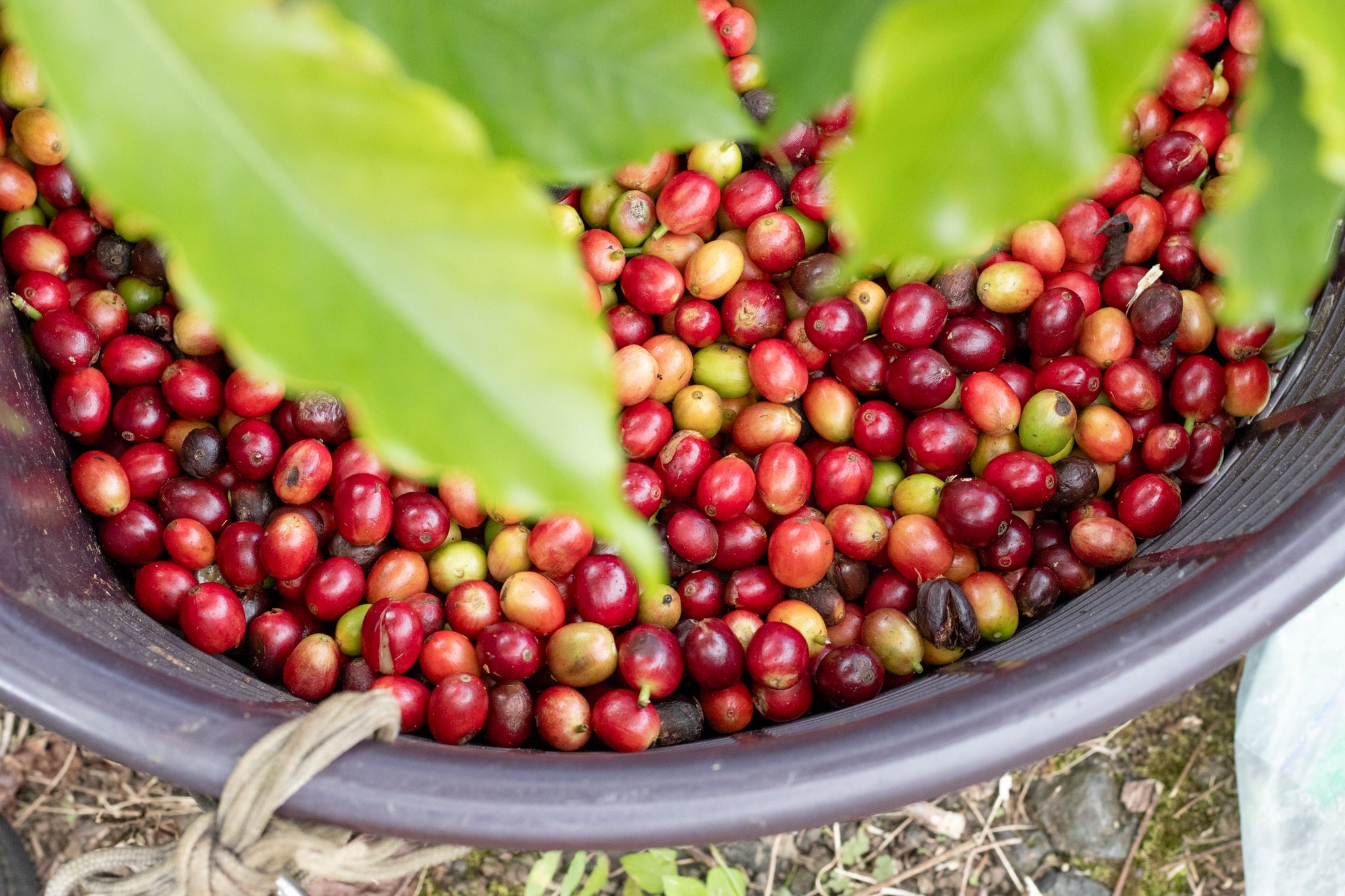 Harvested coffee beans in a basket with green leaves.