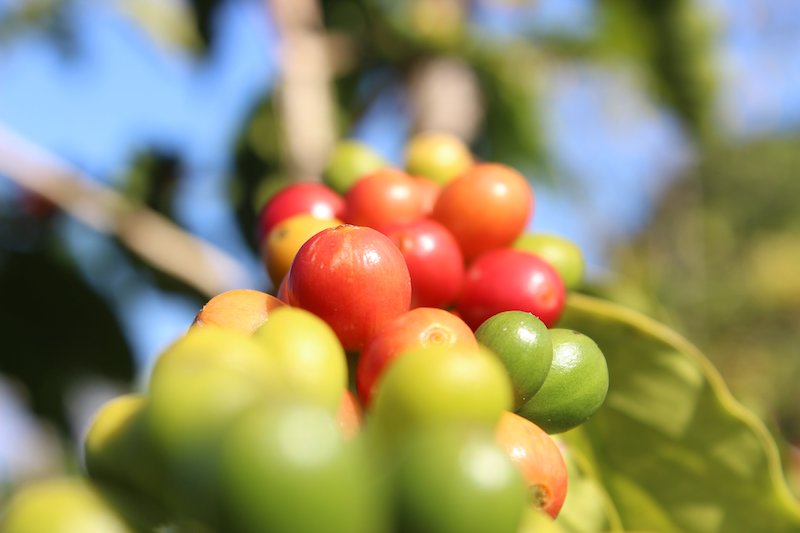 image of ripening coffee cherries