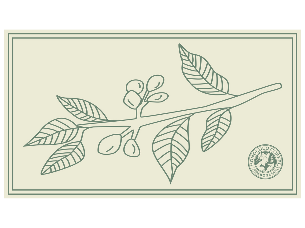 
                  
                    a drawing of a branch with leaves and coffee cherries
                  
                
